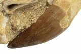 Rooted Mosasaur (Prognathodon) Tooth In Rock - Morocco #192506-1